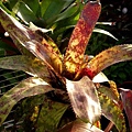 Aechmea orlandiana