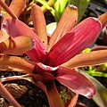 Neoregelia 'Fireball' striped