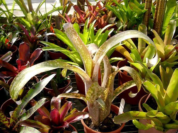 Billbergia leptopoda