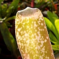 Billbergia leptopoda