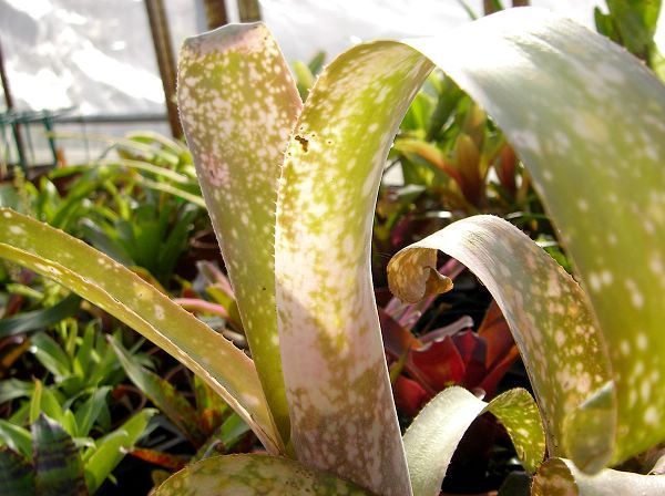 Billbergia leptopoda