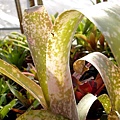 Billbergia leptopoda