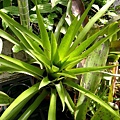 Aechmea distichantha var. distichantha