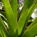 Aechmea distichantha var. distichantha