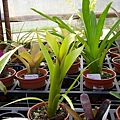 Aechmea purpureorosea