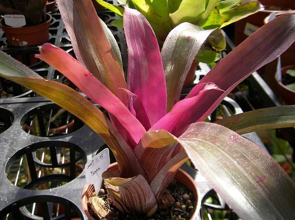 Neoregelia &quot;BirdRock&quot;