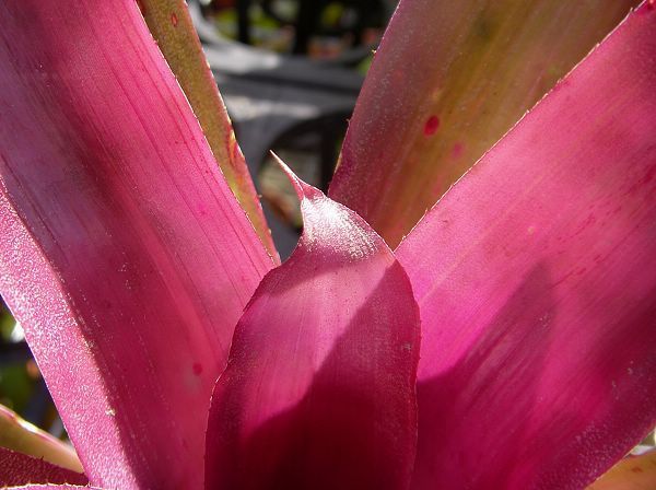 Neoregelia  &quot;BirdRock&quot;