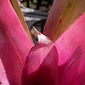 Neoregelia  &quot;BirdRock&quot;