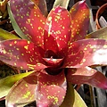 Neoregelia  &quot;First Prize&quot;