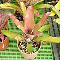 Aechmea dealbata(紅蜻蜓鳳梨)