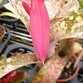 Billbergia leptopoda開花