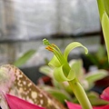 Billbergia leptopoda開花