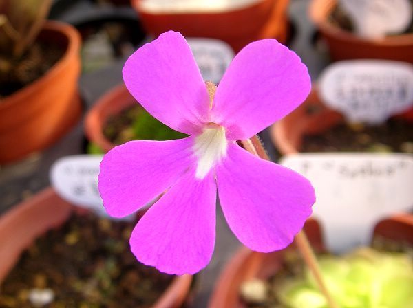 Pinguicula  'Sethos'(ehlersiae x moranensis)