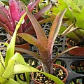 Aechmea 'La Tigra'