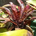 Aechmea orlandiana紅色型