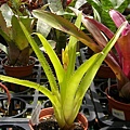 Aechmea tillandsioides