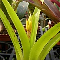 Aechmea tillandsioides