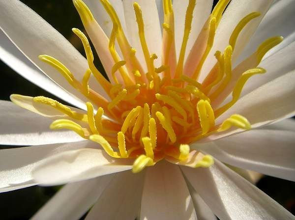 Nymphaea 'Arc- en- Ciel' (虹)