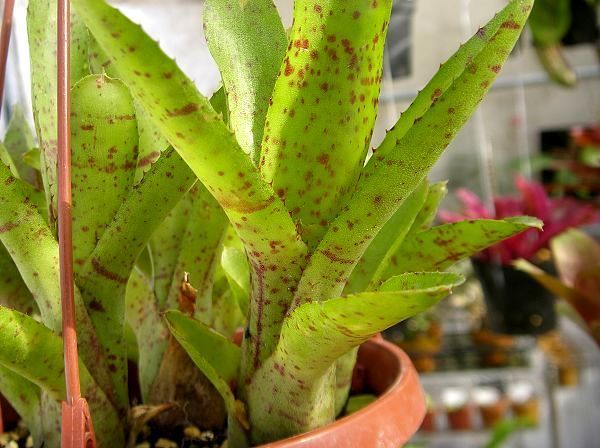 Neoregelia   'Guinea'