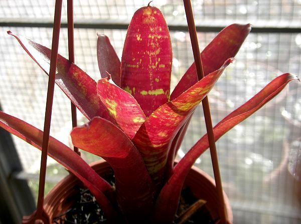 Neoregelia\Neoregelia  ' Inca Fire'