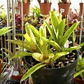 Neoregelia  'Angel face' x 'Midget'