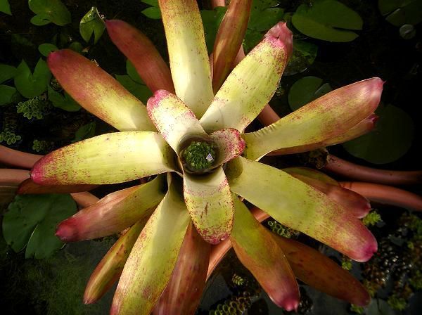 Neoregelia  'Barbarian'