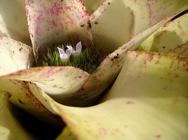 Neoregelia  'Barbarian'