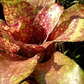 Neoregelia  'Gold fever'