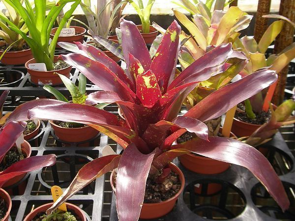 Neoregelia  'Jack Ruskin'