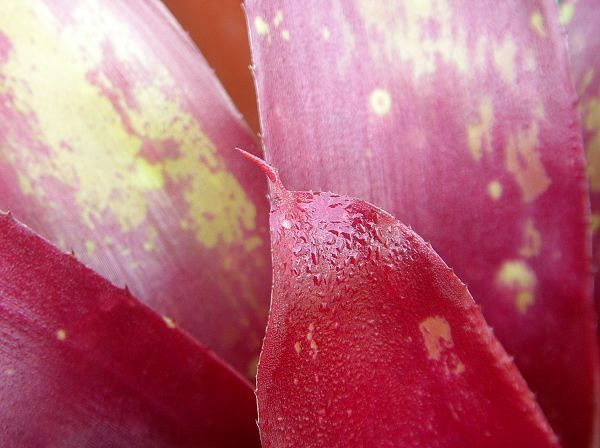 Neoregelia  'Jack Ruskin'