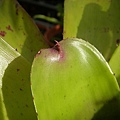 Neoregelia “Bold Streaks” x” mcwilliamsii”