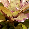 Neoregelia “Bold Streaks” x” mcwilliamsii”