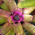 Neoregelia “Bold Streaks” x” mcwilliamsii”