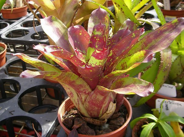 \Neoregelia “Nana “cv. Multicolour