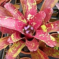 \Neoregelia “Nana “cv. Multicolour