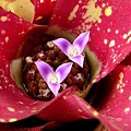 \Neoregelia “Nana “cv. Multicolour