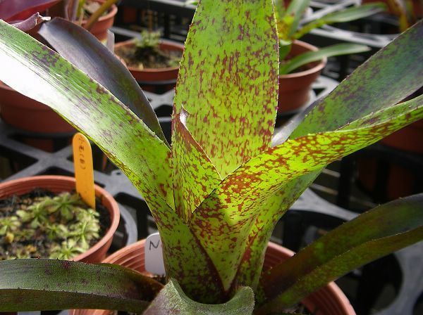 Neoregelia “Top Spot”