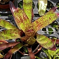 Neoregelia “Top Spot”