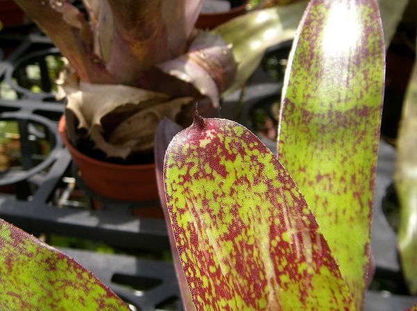 Neoregelia “Top Spot”