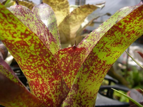 Neoregelia “Top Spot”