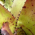 Neoregelia carcharodon 'Giant'