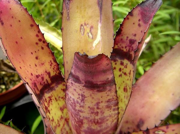 Neoregelia carcharodon 'Rainbow'