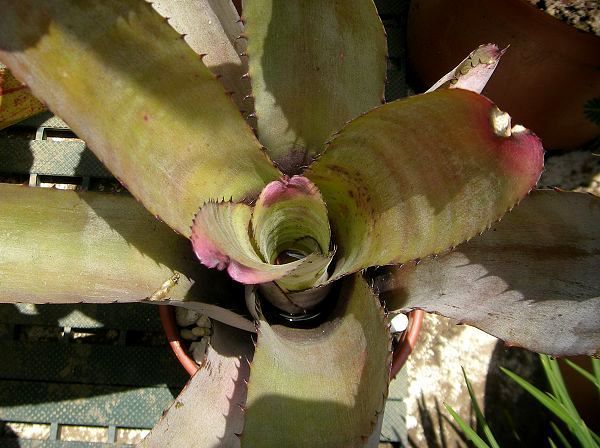 Neoregelia carcharodon 'Silver'