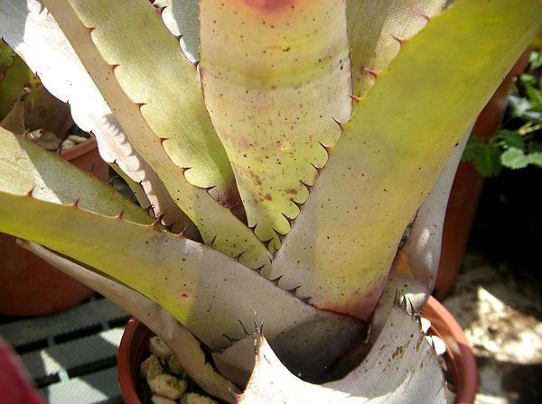 Neoregelia carcharodon 'Silver'