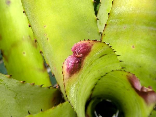 Neoregelia carcharodon 'Silver'