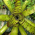 Neoregelia carcharodon 'Tiger'