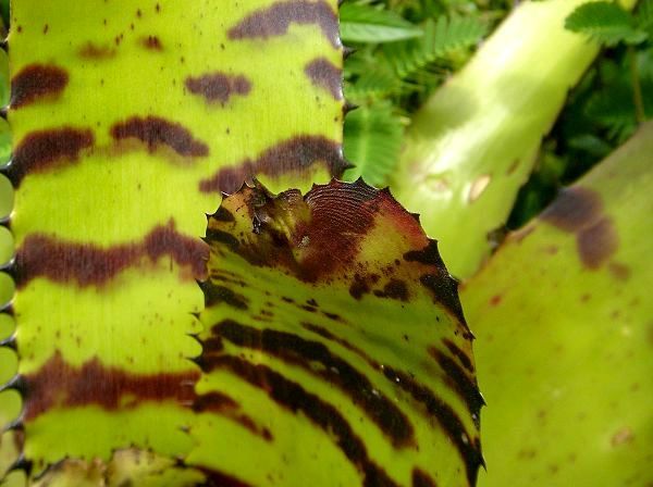 Neoregelia carcharodon 'Tiger'