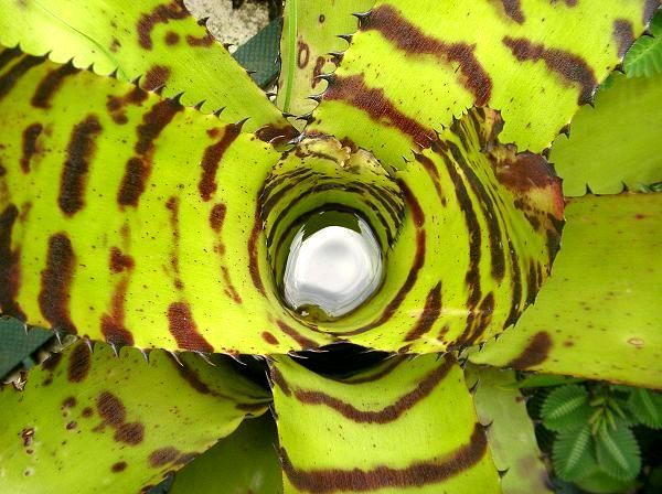 Neoregelia carcharodon 'Tiger'