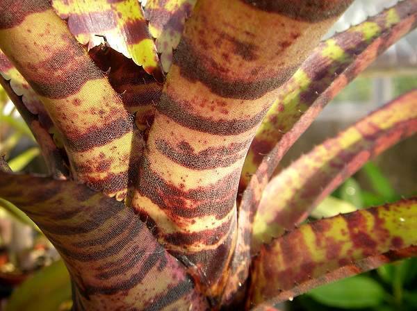 Neoregelia 'clarise'