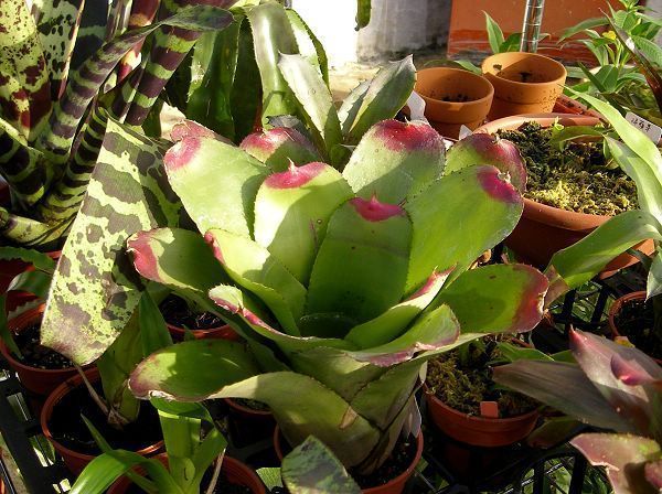 Neoregelia cruenta